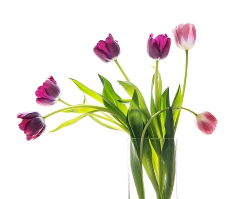 Homewood Living Frederick