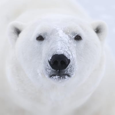 Homewood Living Frederick