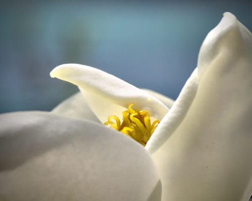 Homewood Living Frederick