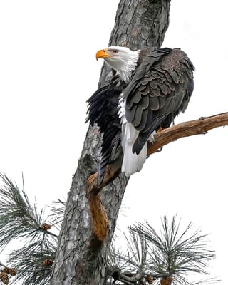 Homewood Living Frederick