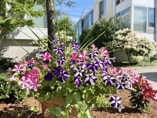 Colorful flowers in a garden at the facility