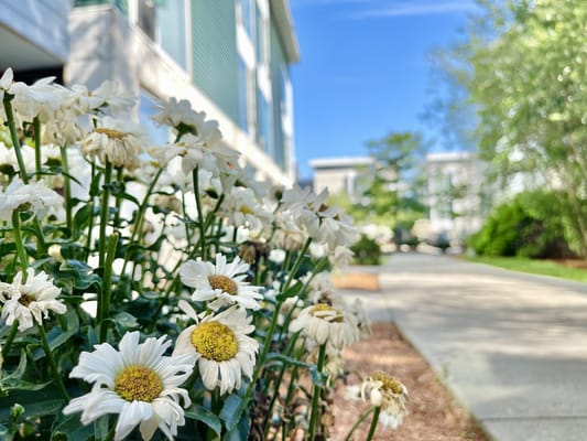 Close-up of white flowers in an outdoor area