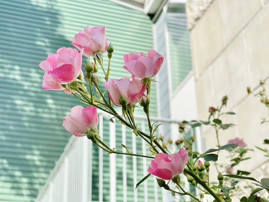 Blooming pink roses in a garden area