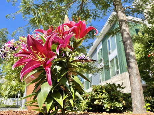 Colorful flowers with the building in the background