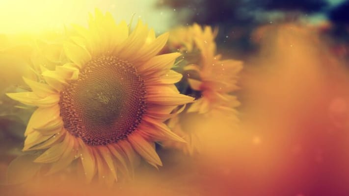 Country Living Retirement Homes