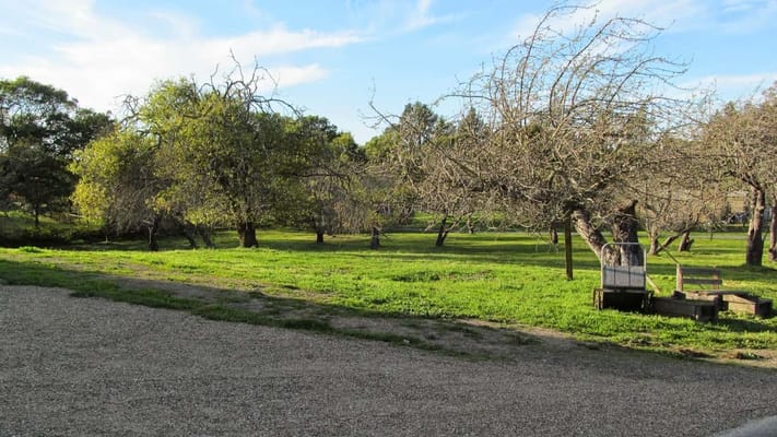 Scenic view of a green outdoor space with trees
