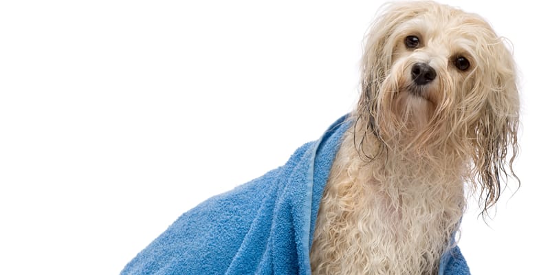 Arrowstar Living Assistance Services, LLC