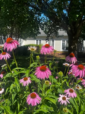 Colorful flowers in a garden with facility in background