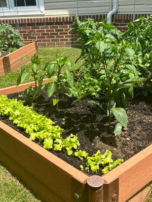 Vegetable garden with lettuce and peppers