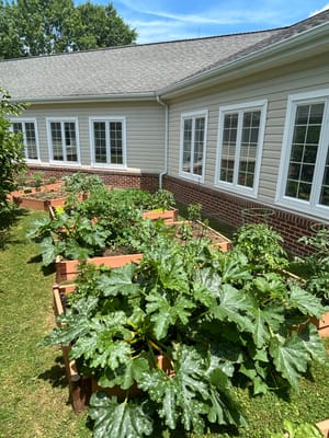 Garden beds filled with lush vegetables near the facility
