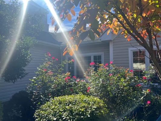 Outdoor garden with flowers and sunlight
