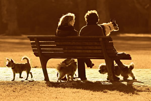 Two people sitting on a bench with dogs in a park