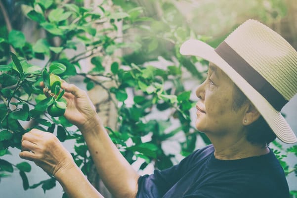 Senior woman tending to plants in a garden