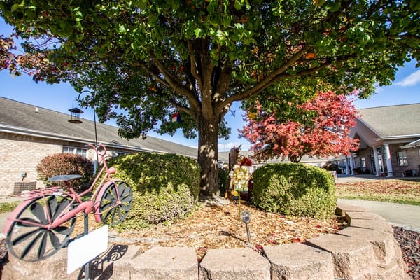 Outdoor space with a tree and decorative bicycle