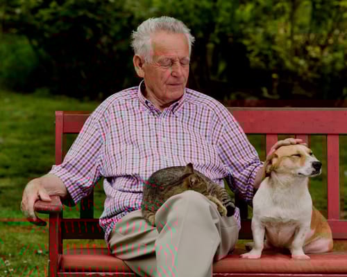 An elderly man sitting on a bench with pets