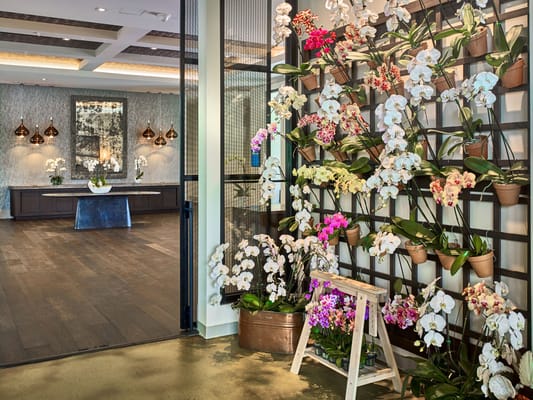Bright indoor area with a wall of orchids