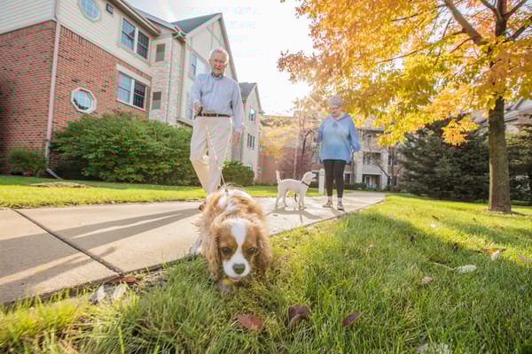 Seniors walking a dog on a sunny path