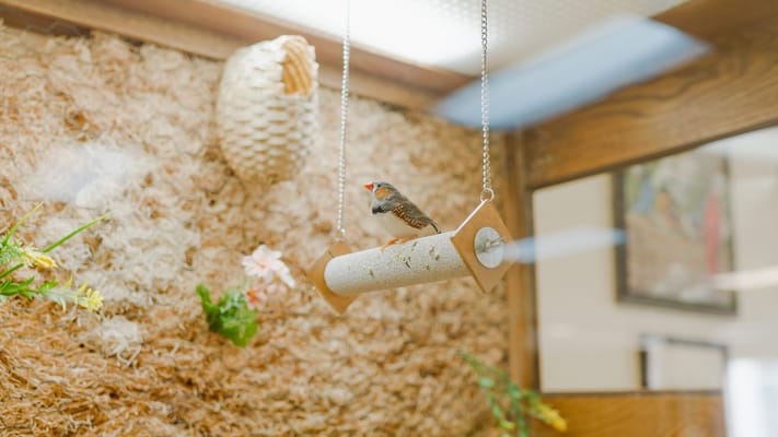 A small bird on a perch inside a facility