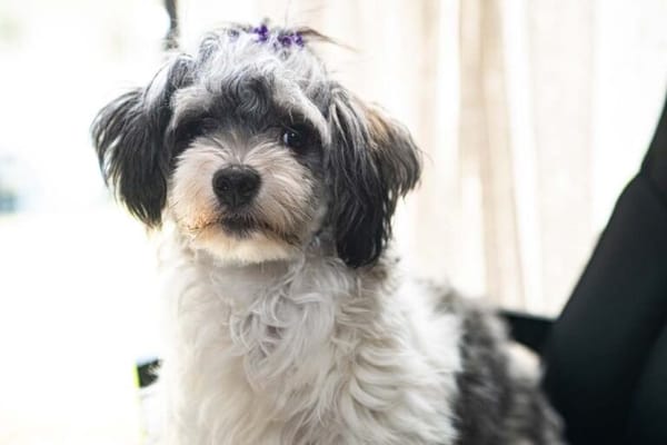 CREEKSIDE AT THE SPRINGS