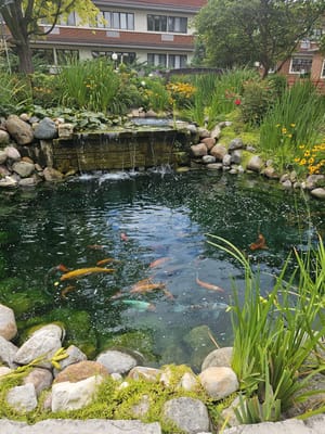 Beautiful garden pond with koi fish and greenery
