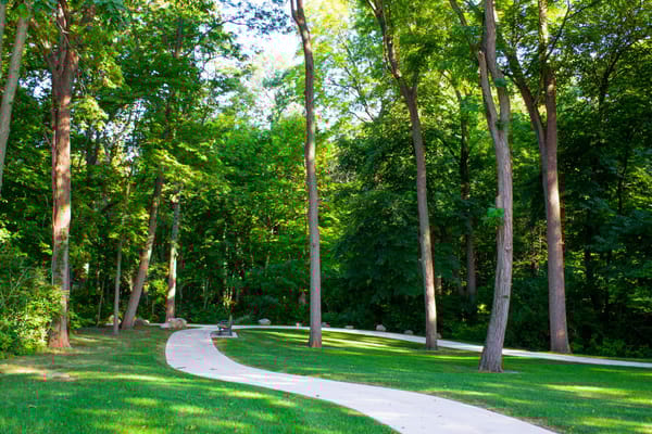 Winding path through a lush green forest area