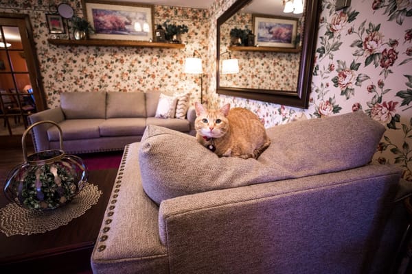 Cozy living room with floral wallpaper and a cat on the couch