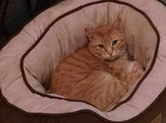 CRESTVIEW NURSING & RESIDENTIAL LIVING