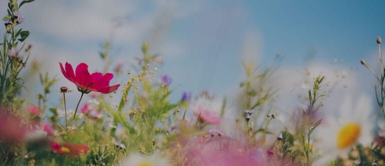 Belle Teche Nursing & Rehab Center