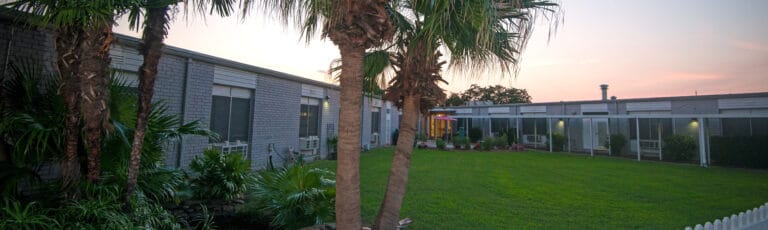 Outdoor area with palm trees and building facade
