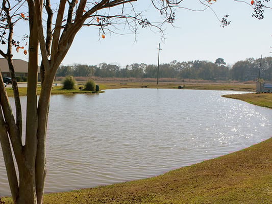 A peaceful outdoor space with a pond and trees