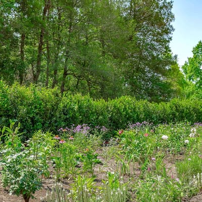 A vibrant garden with various flowers and greenery