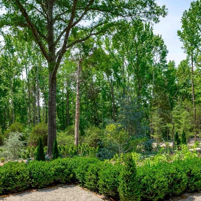 Lush garden area with green trees and shrubs