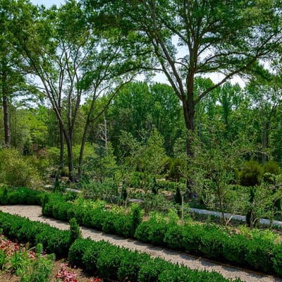 Beautiful outdoor garden with lush greenery
