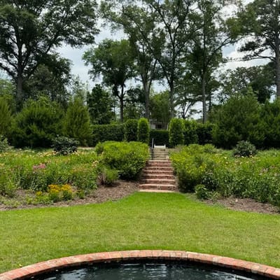 Lush garden with steps and greenery