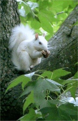 The Ozarks Methodist Manor