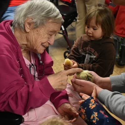 Elderly woman interacting with a child and chicks