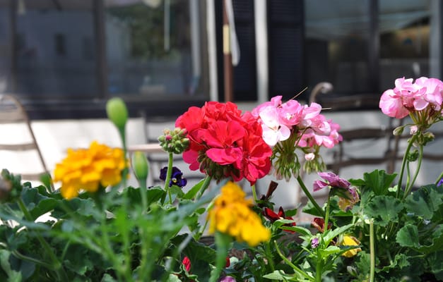 Colorful flowers in a garden setting