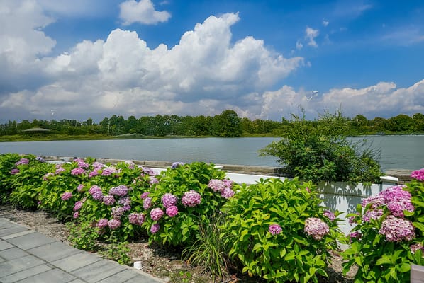 Colorful flowers along a serene water view