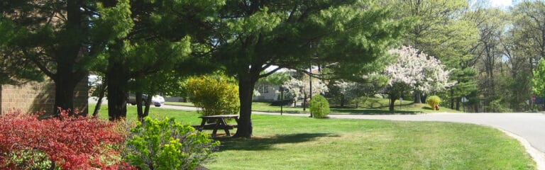 Lush outdoor space with trees and flowers