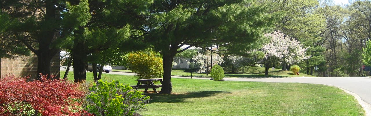 Lush outdoor space with trees and flowers