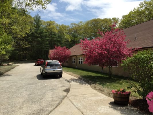 Driveway with flowering trees and two parked cars