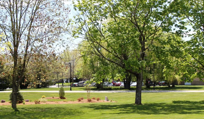 Lush outdoor space with trees and landscaped garden