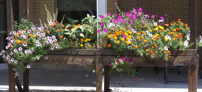 Vibrant flower display in a garden area