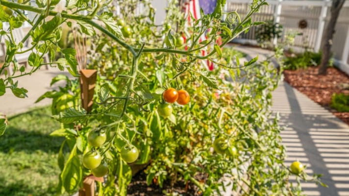 Tomato plants growing in a garden