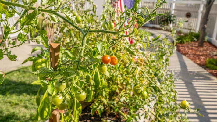 Tomato plants growing in a garden