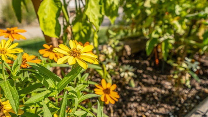 Close-up of colorful flowers in a garden