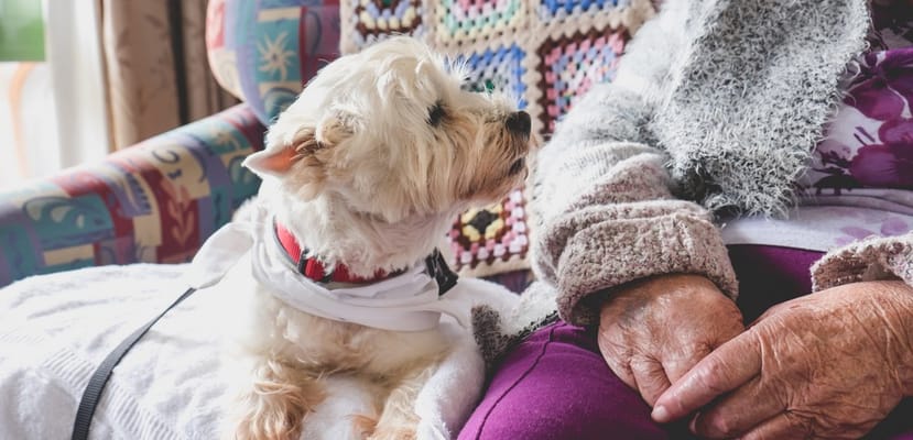 A small dog sitting beside a resident in a cozy room