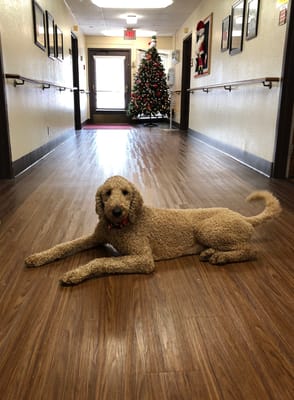 A golden doodle lying in a hallway with Christmas decor