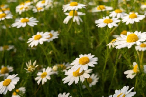 ODESSA HEALTH CARE CENTER