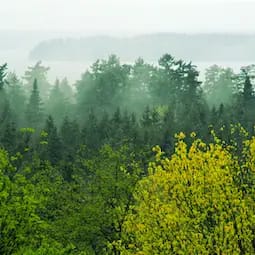 Woodland Pond at New Paltz